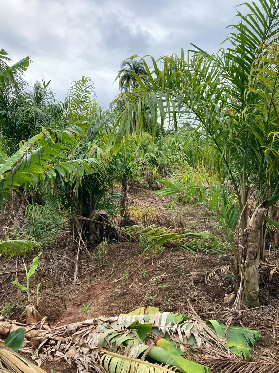 Cultivo de pupunheiras na propriedade