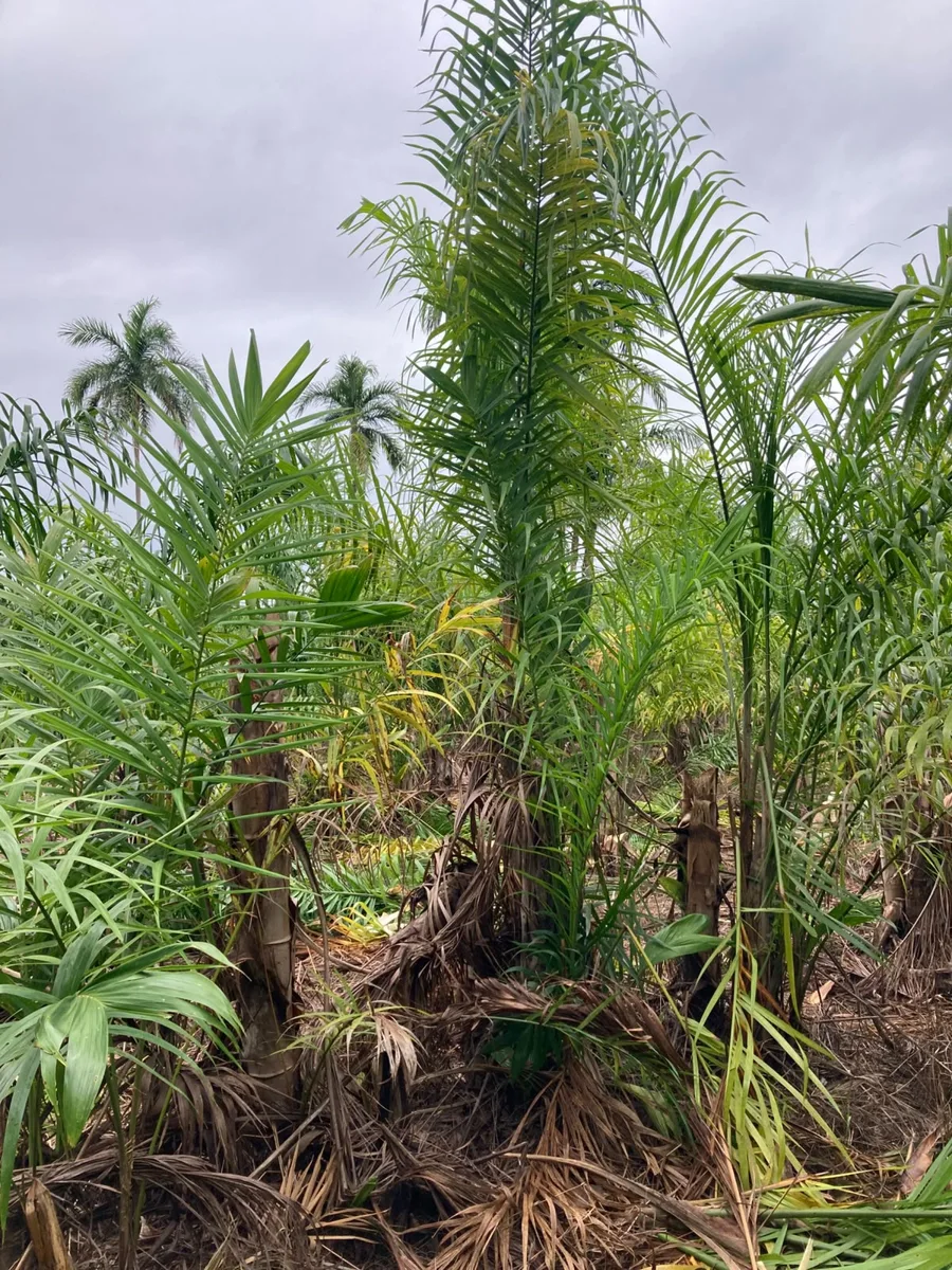 Pupunheira com folhas verdes e brotos na base